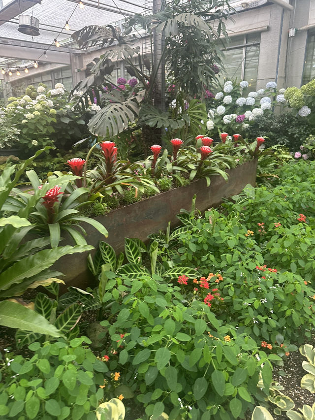 🌺 수국향기 가득한 제주카멜리아힐 방문 후기 🌺