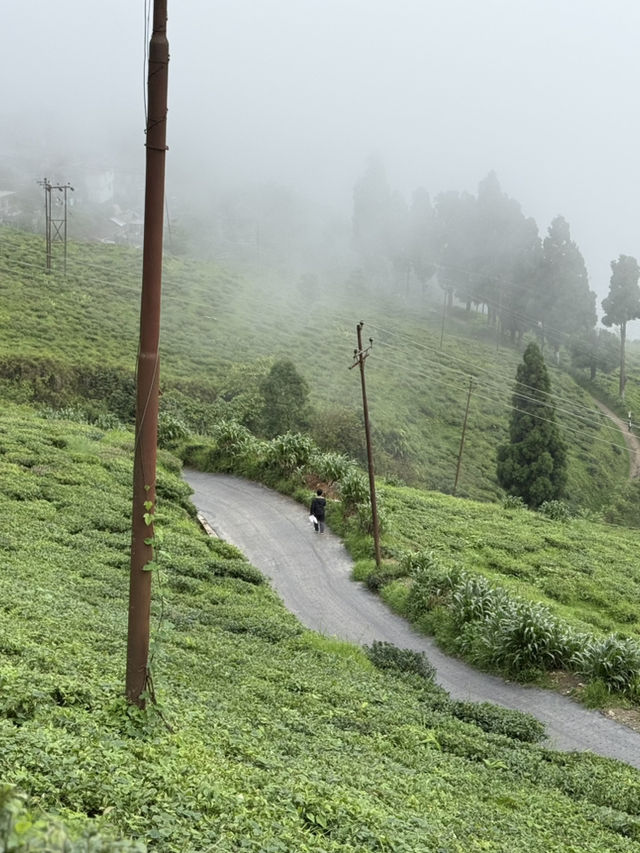 【インド・ダージリン Happy Valley Tea Garden】本場ダージリンティーを五感で味わう場所