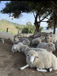 อาข่า ฟาร์มวิลล์ Akha Farm Ville 