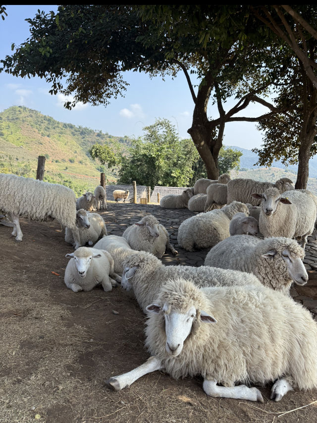 อาข่า ฟาร์มวิลล์ Akha Farm Ville 