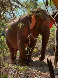 Elephant Hugs and Mud Baths