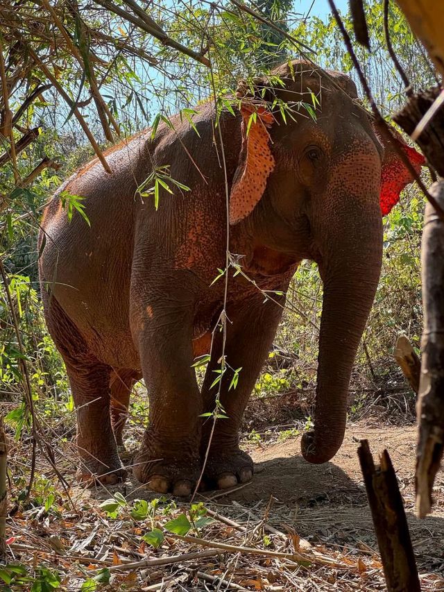 Elephant Hugs and Mud Baths