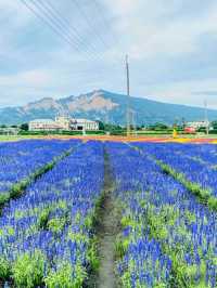 A Colorful Day at Zhongshe Flower Farm, Taichung