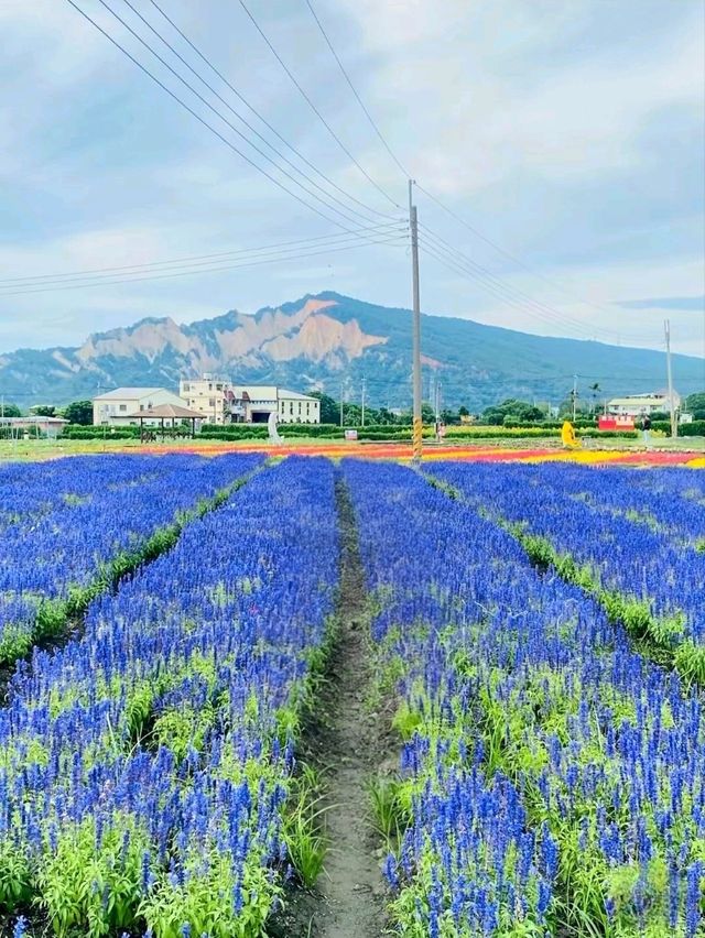A Colorful Day at Zhongshe Flower Farm, Taichung