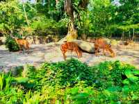 Mesmerizing Singapore Zoo! 