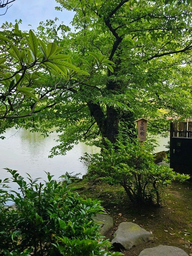金澤｜兼六園涓流水泉之美