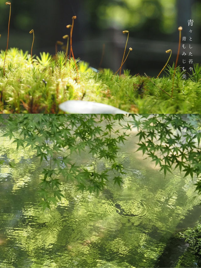 【京都】夏の大原・旅プラン🌿🫧