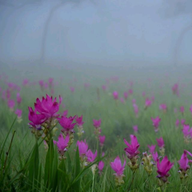 อุทยานแห่งชาติไทรทอง จ.ชัยภูมิ​
