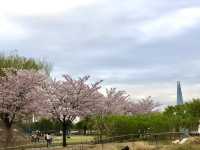 Spring at Ttukseom Hangang Park