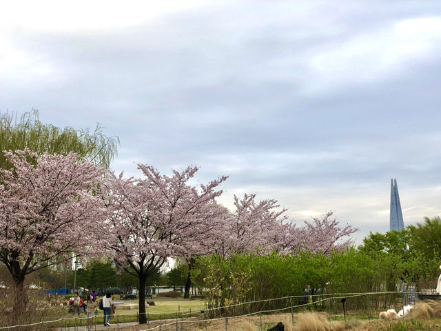 Spring at Ttukseom Hangang Park