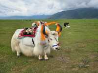 Wander to Shangri-La