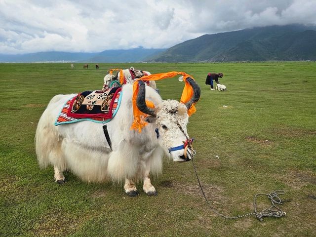 Wander to Shangri-La