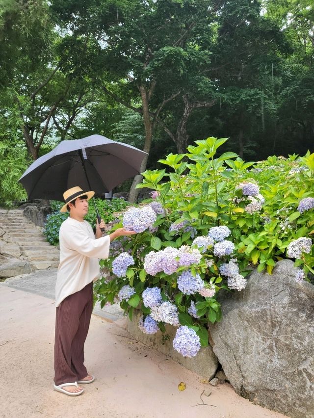 비오는날 수국을 볼수있는 남해 사찰