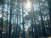 🌲🍃 สวนสนบ่อแก้ว |