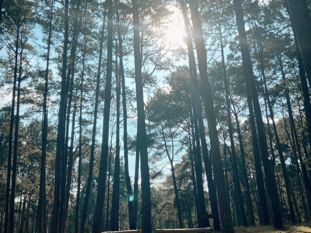 🌲🍃 สวนสนบ่อแก้ว |
