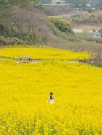 (실시간) 바다 위 노란빛 유채꽃을 가득 만날 수 있는 곳💛