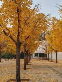 Autumn Splendor at Chaoyang Park