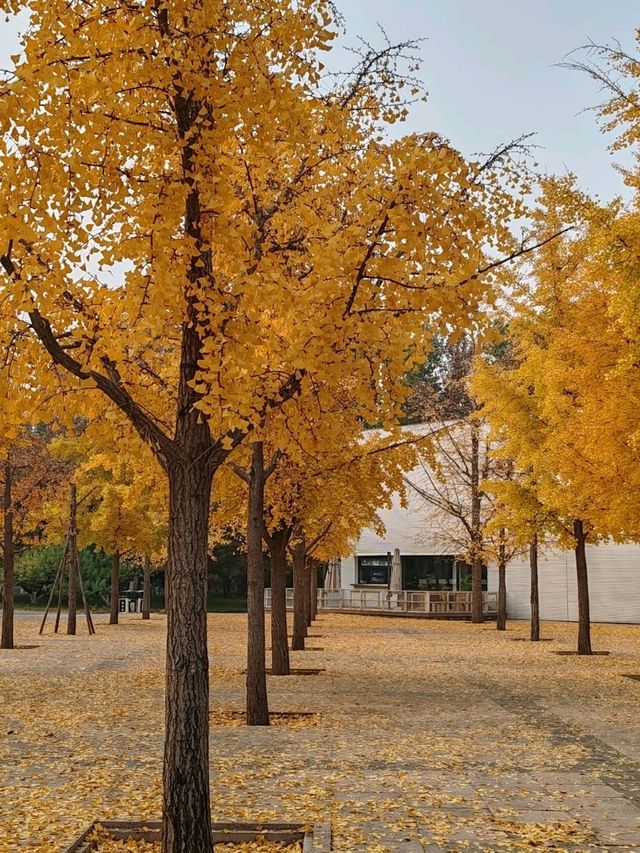 Autumn Splendor at Chaoyang Park