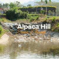 🦙 Alpaca Hill – ฟาร์มสุขใจในสวนผึ้ง