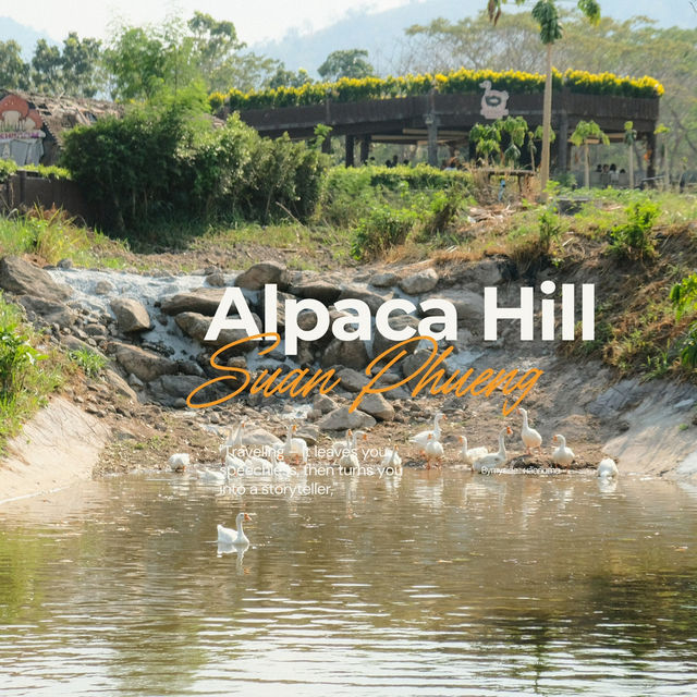 🦙 Alpaca Hill – ฟาร์มสุขใจในสวนผึ้ง