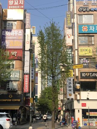 Spring Flowers in Seoul 