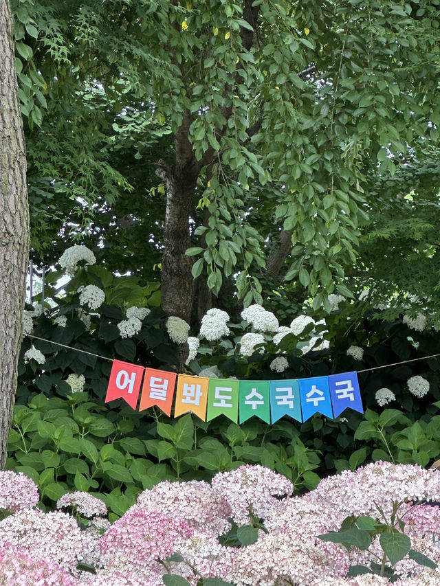 공주 수국 축제 / 유구색동 수국정원 꽃 축제💕
