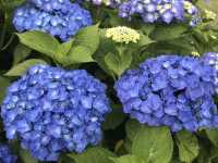 🌸 横浜新港中央広場の紫陽花から、ワールドポーターズ散策、エアキャビンで桜木町へ戻る旅