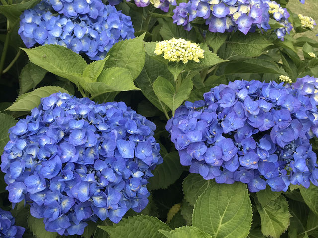 🌸 横浜新港中央広場の紫陽花から、ワールドポーターズ散策、エアキャビンで桜木町へ戻る旅
