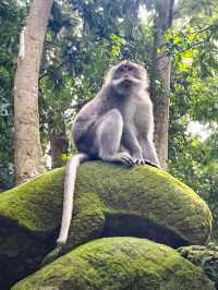 Immerse in the Jungle with Bali's Sacred Monkeys