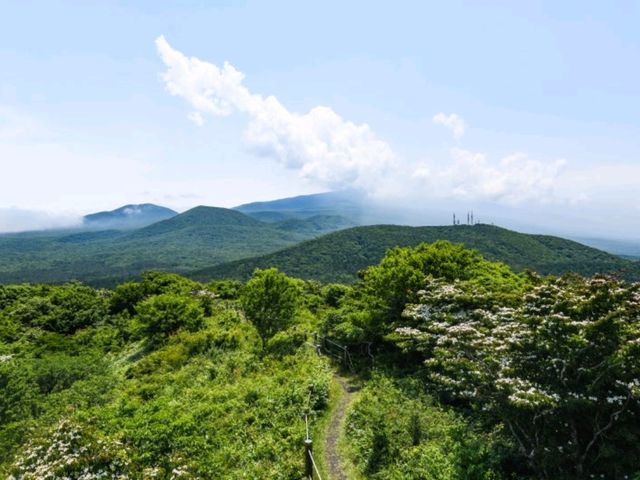 🌲 절물오름 – 삼나무 숲의 청량한 공기 🌲 절물오름 – 삼나무 숲의 청량한 공기