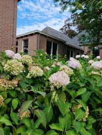 Late Summer Blooms in Giethoorn