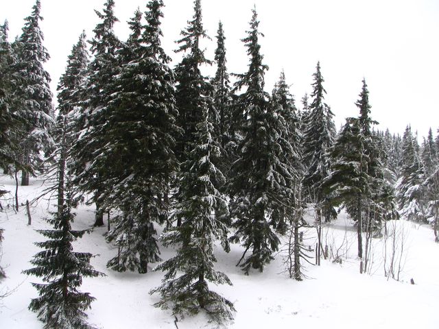 Hit the Slopes at Černý Důl! 🎿❄️⛰️  
