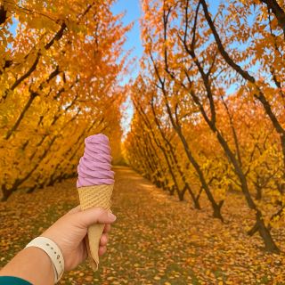 The most beautiful autumn foliage tunnel in New Zealand