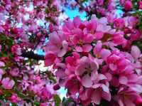 🌊 Bow River Pathway – Calgary’s Most Iconic Riverside Walk