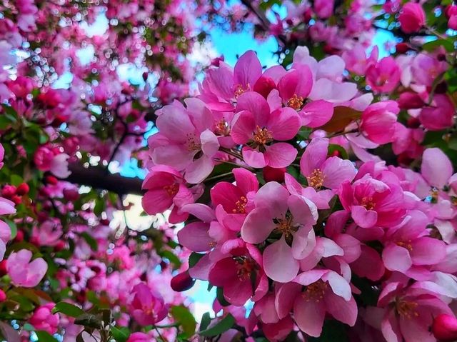 🌊 Bow River Pathway – Calgary’s Most Iconic Riverside Walk 🌊 Bow River Pathway – Calgary’s Most Iconic Riverside Walk
