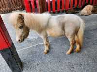 Spend a Wild Day at Yilan’s Lanyang Animal and Plant Kingdom 🦙✨