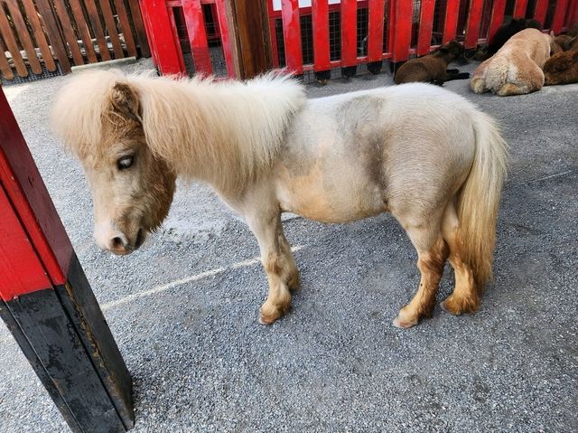 Spend a Wild Day at Yilan’s Lanyang Animal and Plant Kingdom 🦙✨ Spend a Wild Day at Yilan’s Lanyang Animal and Plant Kingdom 🦙✨