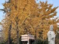 被七寶古鎮狠狠拿捏的一天