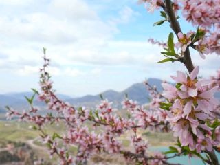#travelcourse #spanishsahara #saharalake #ronda #bridgenuovo #rondaviewpoint #rondatravel #rondabridge #ronda

🌸 [Spain] A Romantic Andalusian Journey with Pink Cherry Blossoms (Ronda & Sahara)

Hello! Today, I'm going to introduce you to a gem of a travel course in southern Spain that truly captivated my heart. Shall we go on a pink spring stroll connecting the majestic cliffside town of Ronda and the white village of Sahara de la Sierra on the lake?

1. Ronda: Pink Excitement from a Cliff
When you think of Ronda, the first thing that comes to mind is the Puente Nuevo! The gorge seen from the bridge is truly breathtaking, but the pink cherry blossoms (almond blossoms) that fill the surrounding area soften the mood.

Tip: Take a photo with the flower branches poking out between the rough stone walls and white buildings. The contrast between the cold cliffs and the warm flowers is truly romantic, just like in the photo. Just taking a leisurely stroll through the alleyways, admiring the balconies adorned with beautiful flower pots, is a truly healing experience!

2. Zahara de la Sierra: Emerald Lake and White Village
Just a short drive from Ronda, you'll find yourself exclaiming, "Wow!" the moment you see the village from afar.

Lake Viewpoint: Climb to the citadel atop the village and you'll be greeted by a breathtaking view of the emerald-green reservoir. It's truly breathtaking!

Flower Path Stroll: The pink blossoms scattered throughout the village seem to whisper, "This is spring in Spain!" The flowers blooming against the white walls make for a truly memorable photo. 📸

✨ Highlights of this trip!
Spring in southern Spain is far more diverse than you might imagine. The purity of the Pueblos Blancos (White Villages),
the grandeur of the canyons, and the pink flower stalks that embrace it all...

Aren't these truly lovable landscapes? I already miss those moments of walking under the warm sunshine, smelling the scent of flowers.

How about immersing yourself in the romantic springtime of Andalusia this spring?