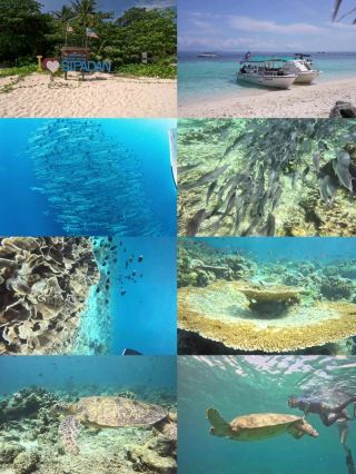 A Magical Journey Chasing Sea Turtles in Sipadan, Sabah's Diving Paradise.