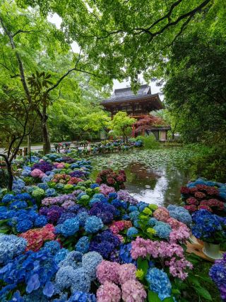 紫陽花回廊四個地點之一「室生寺」
室生寺今年是第二次舉辦紫陽花回廊活動
⁡
紫陽花