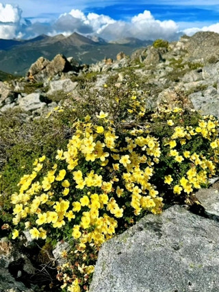 🌼 Alpine Wildflowers of Ganzi | Where the Plateau Bursts Into Bloom