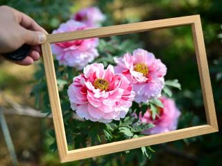 พรมดอกโบตั๋น丨สวนโบตั๋น Peony Garden Tokyo in Tsukuba