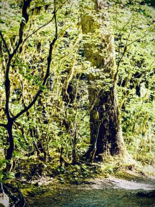Balinsasayao's Mossy Cliff and the Twin-Lake Rim: Negros' 800 m Crater Paireasytravelpost #Balinsas