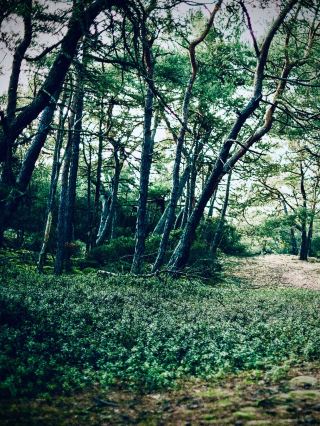 Lago Puelo National Park and the Cliff Moss Larch Forest Trail: The Warmest Park in Patagoniaeasytr