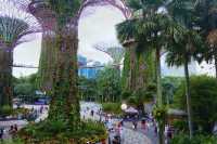 Supertree Grove Singapore: My Unexpected Nature Escape in the Middle of the City