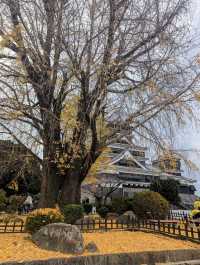 The Foliage Gamble: Chasing Autumn in Kyushu 🍁