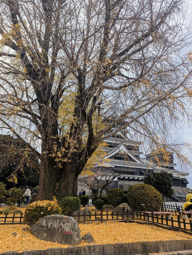 The Foliage Gamble: Chasing Autumn in Kyushu 🍁