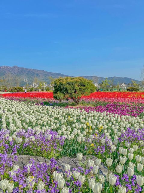 사랑의 고백, 양산 황산공원🌷