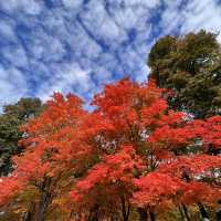 Beautiful Autumn 🍂 in High Park Toronto